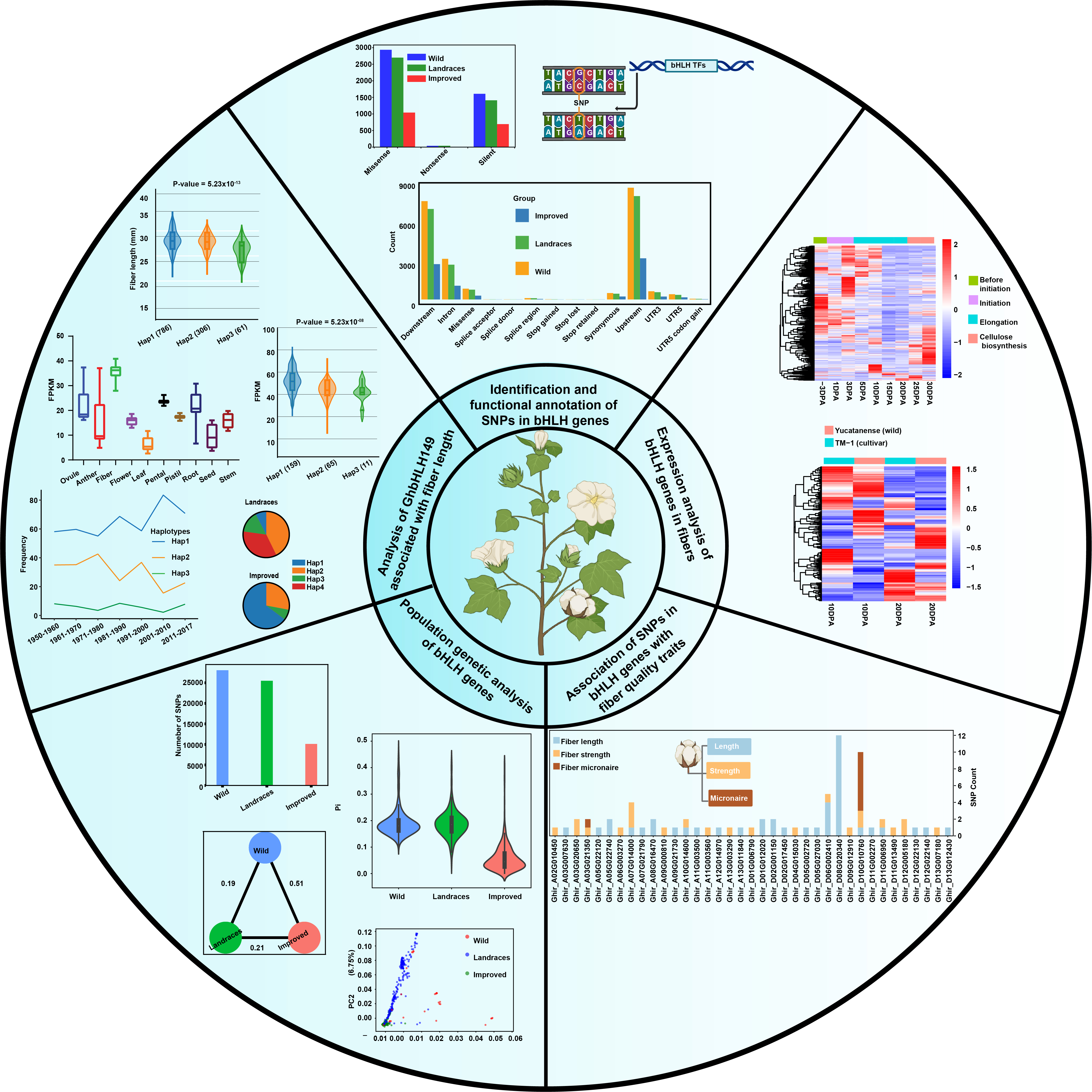 bHLH Genes Evolutionary Analysis